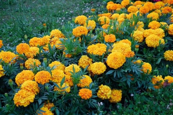 Marigold (Tagetes)