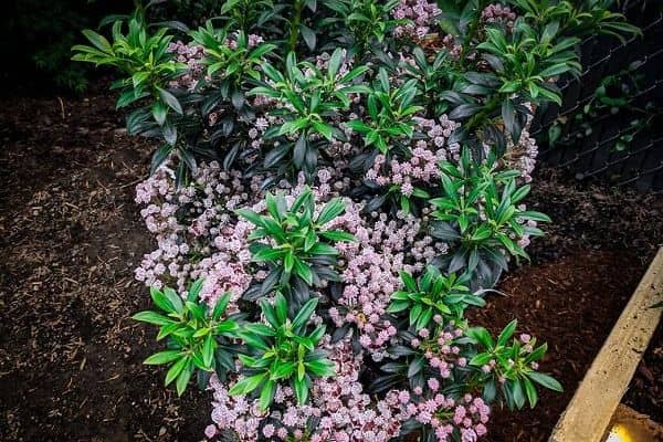 Mountain laurel (Kalmia latifolia 'Minuet')