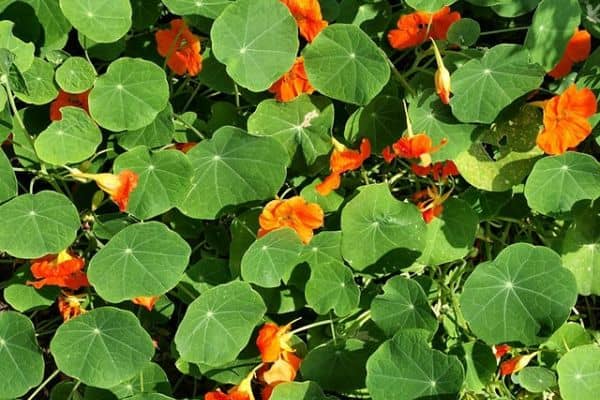 Nasturtium (Tropaeolum)