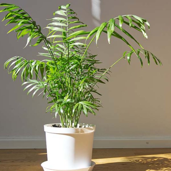 Parlor Palm is a popular houseplant known for its elegant appearance and ease of care