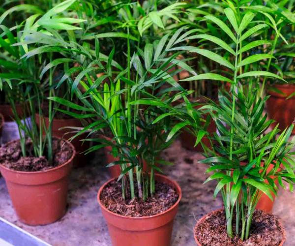 Parlor Palms can adapt to various indoor environments