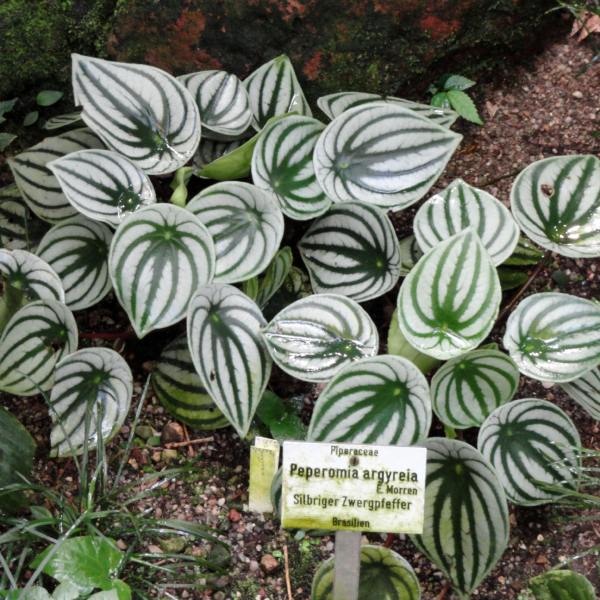 Peperomia argyreia is named after its striking silver and green striped round leaves