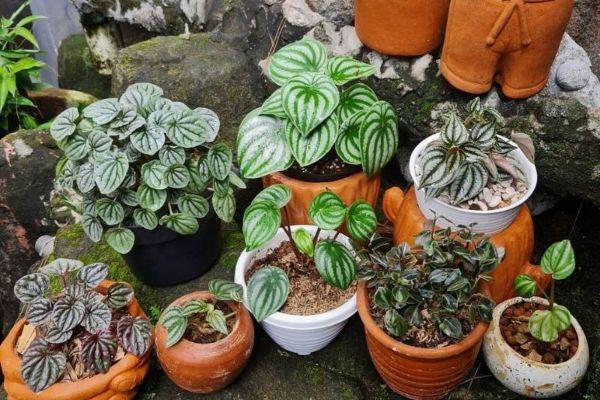 Peperomia has over 1,500 species, many of which are great for indoor gardening