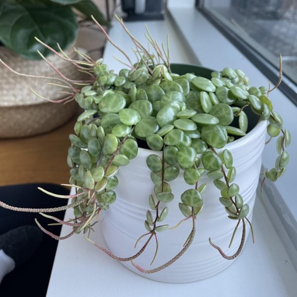 Peperomia thrives in medium to bright indirect sunlight to keep its leaves colorful