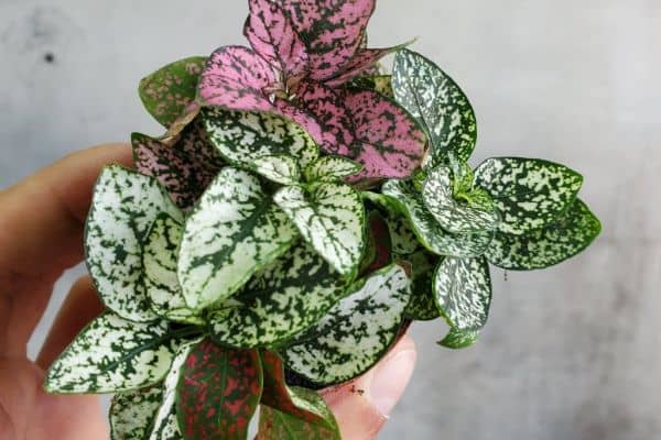 Polka Dot Plant