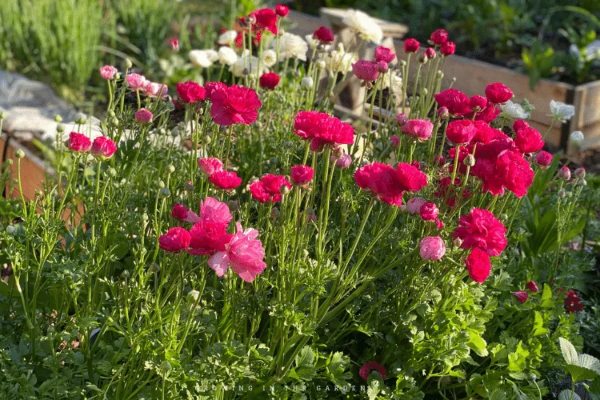 Ranunculus are renowned for their vibrant colors and delicate, layered petals