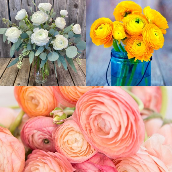 Ranunculus comes in a wide array of colors