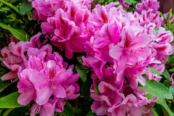 Rhododendrons (Rhododendron spp)