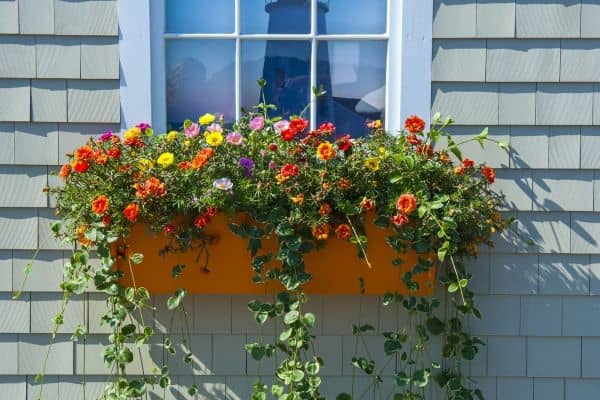 Show Off Your Flowers in Window Boxes