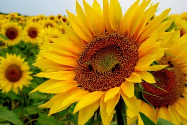 Sunflower (Helianthus annuus)