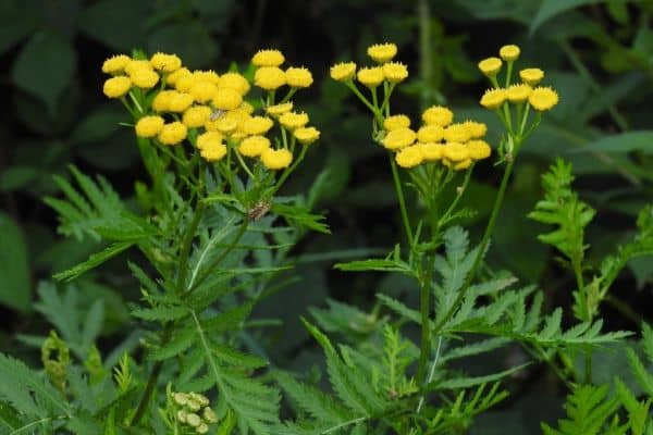 Tansy (Tanacetum vulgare)