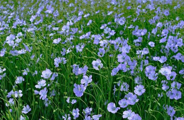 There are two ways to propagate Blue Flax either from seed or cuttings