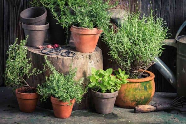 These 15 Plants Will Keep Unwanted Bugs Out of Your Garden