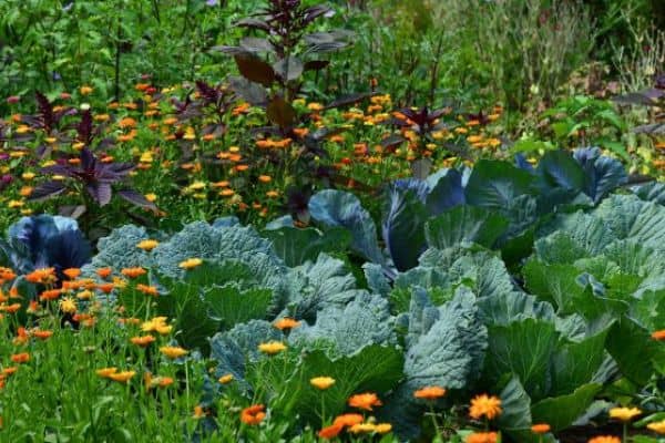 Try Companion Planting