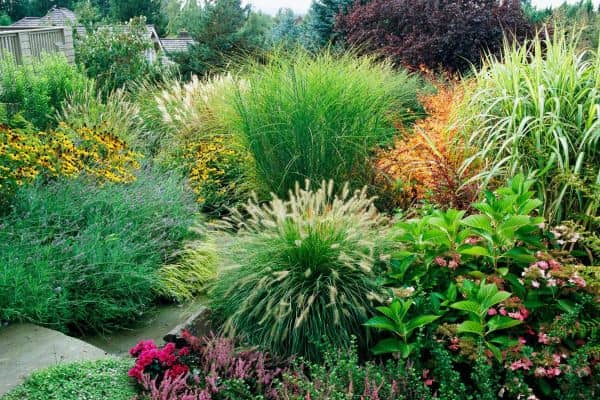 Use Ornamental Grasses for a Low-Maintenance Upgrade