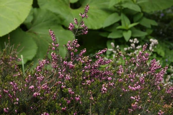 Winter Heath (Erica carnea)