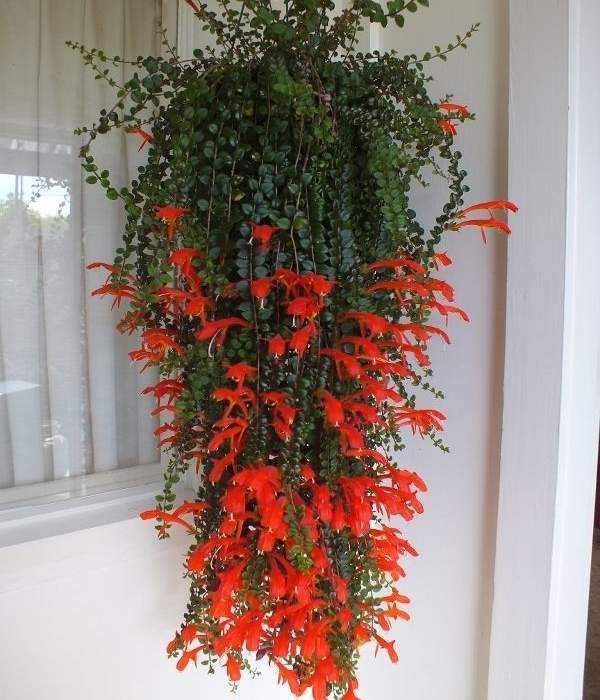 goldfish plant 
