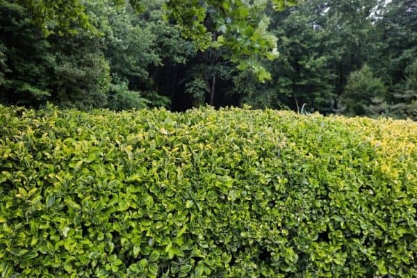 10 Hedge Plants to Enhance Privacy at Home