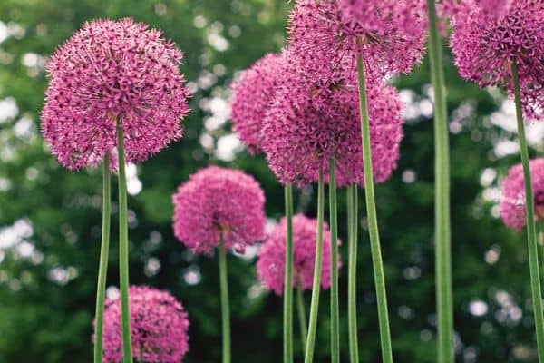 Allium