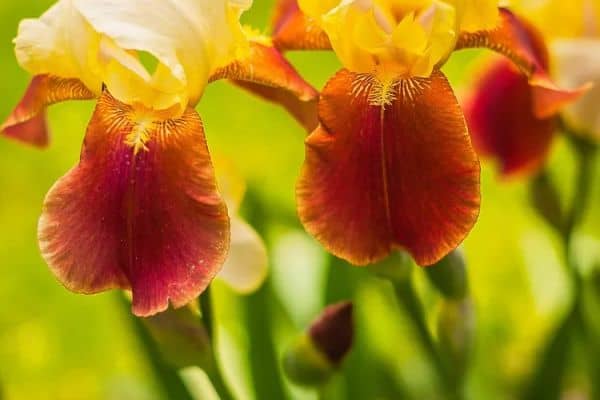 Bearded Iris