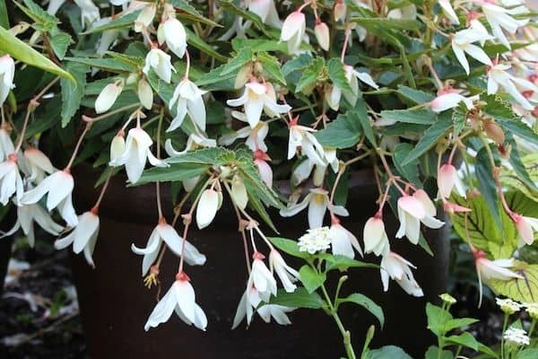 Begonias (Begonia species)