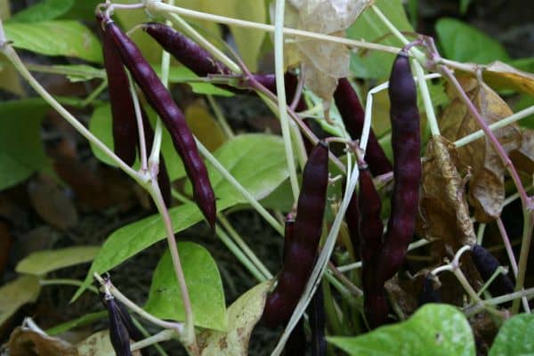 Growing Black Beans