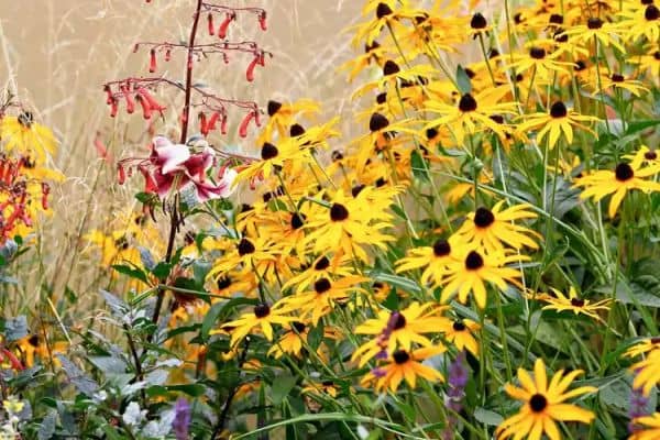 Black-Eyed Susan