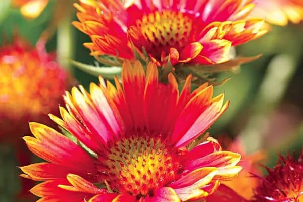 Blanket Flower