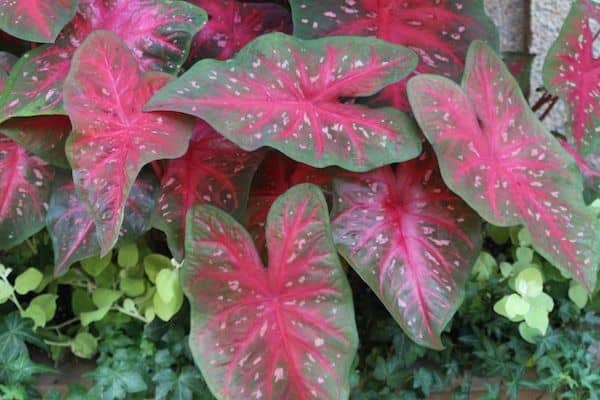 Caladiums (Caladium bicolor and hybrids)