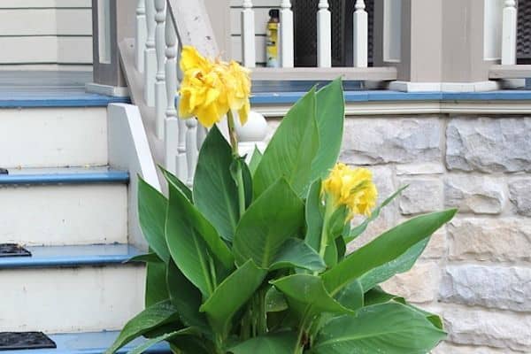 Canna lilies (Canna indica)