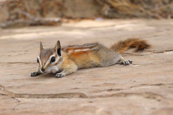 Chipmunks