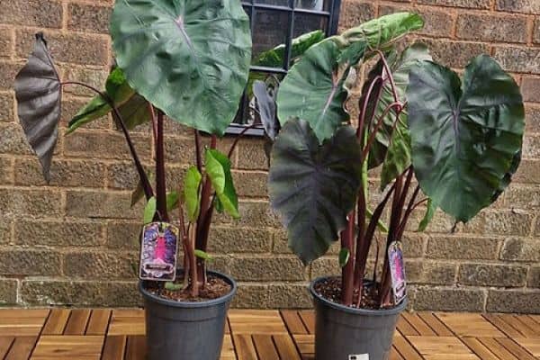 Colocasia Redemption