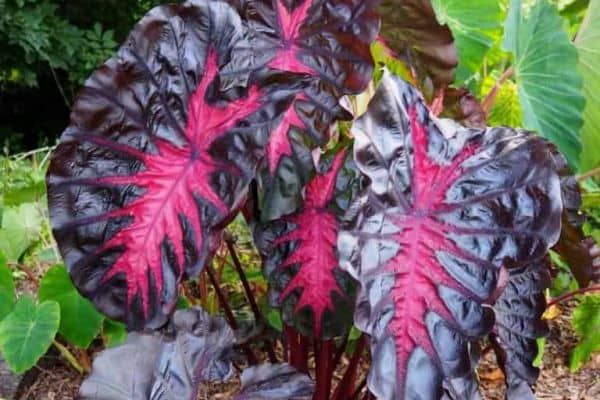 Colocasia Redemption