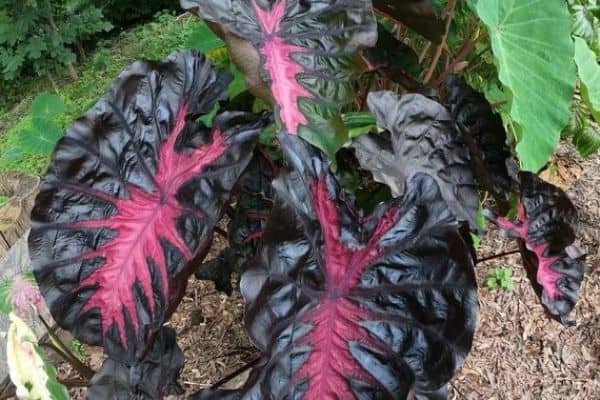 Colocasia Redemption