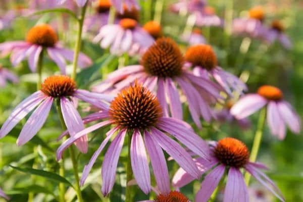 Coneflower