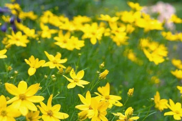 Coreopsis