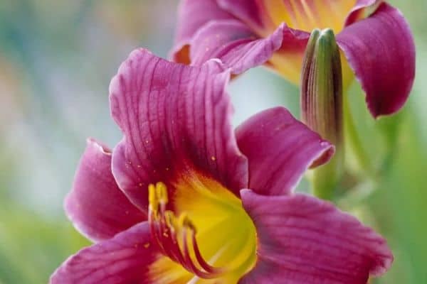 Daylily