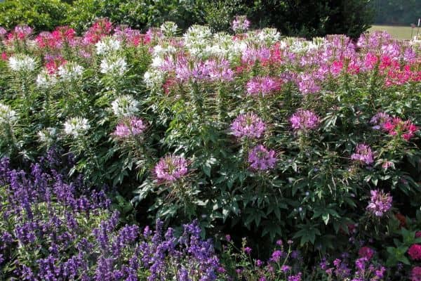 Deer-resistant Annuals