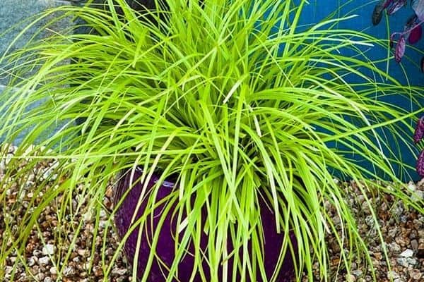 EverColor Everillo Carex