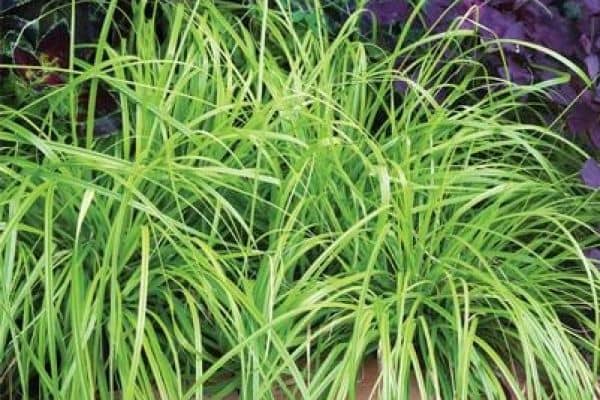 EverColor Everillo Carex