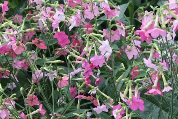 Flowering tobacco (Nicotiana species)