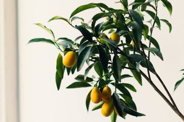 Guide to Growing Fruit Indoors