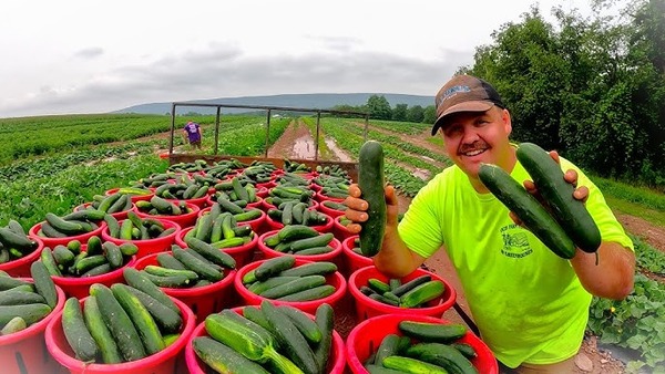 Harvesting Armenian Cucumbers