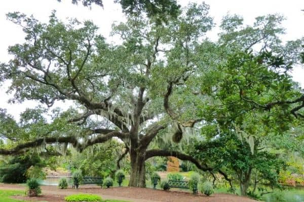 Live Oak