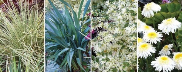 Lomandra Platinum Beauty has various ideal companions plants