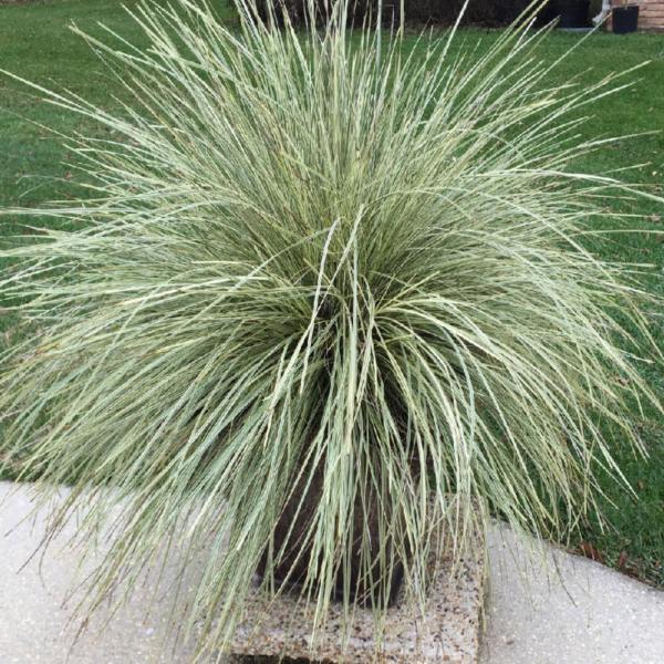 Lomandra 'Platinum Beauty' is an evergreen perennial grass