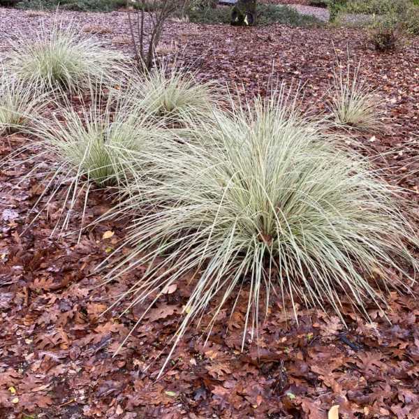 Lomandra Platinum Beauty plants should be planted in spring or fall