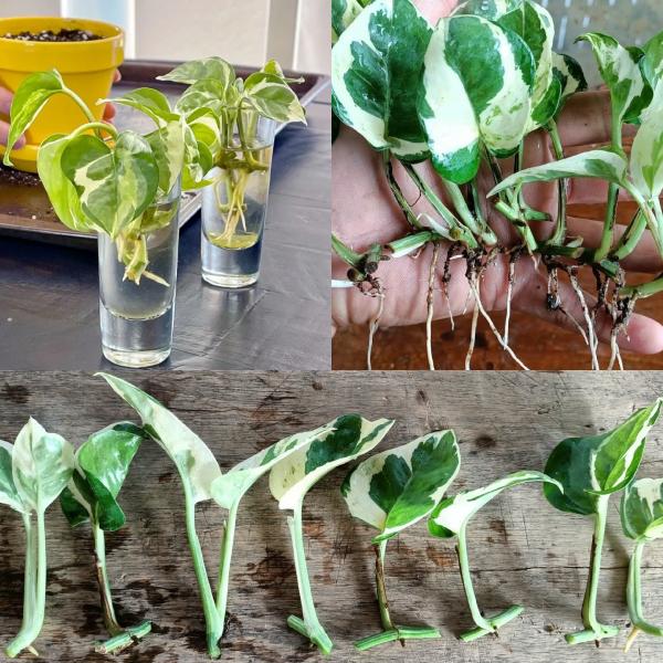 N'Joy Pothos has unique variegated heart-shaped leaves with cream and green patterns