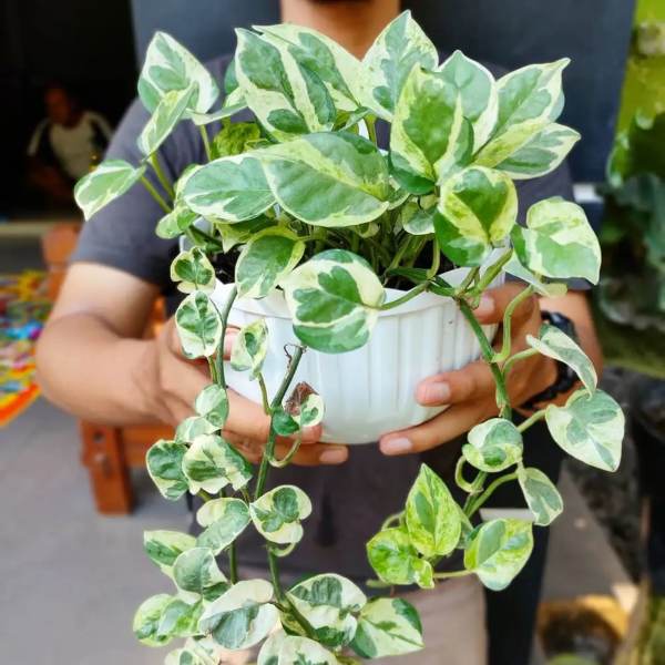 N'Joy Pothos is one of the varieties of pothos that helps purify the air