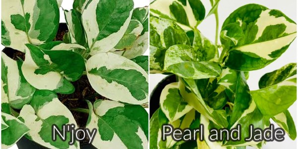 N'Joy and Pearls and Jade are both commonly referred to as pothos